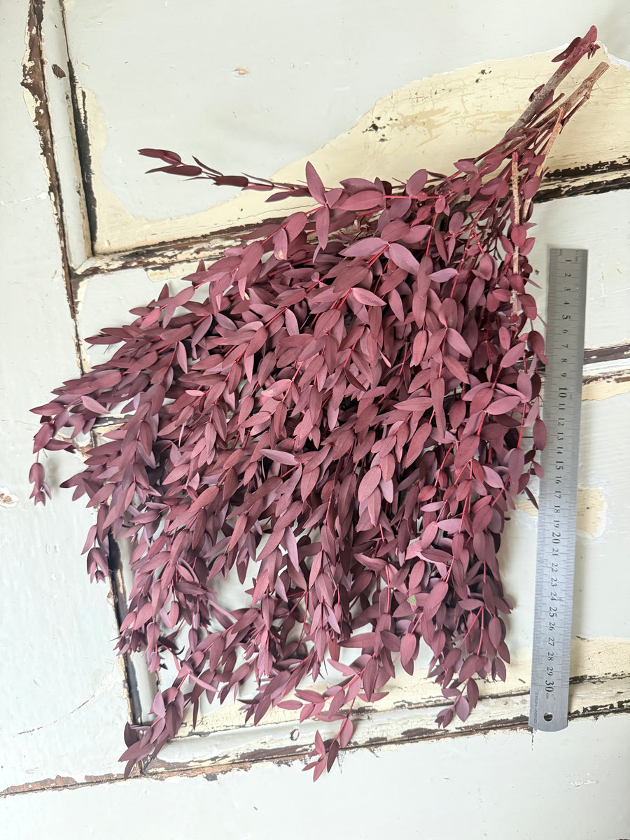 Preserved Eucalyptus / Gum