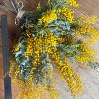 Naturally Dried Wattle / Mimosa Bouquet [SM] yellow