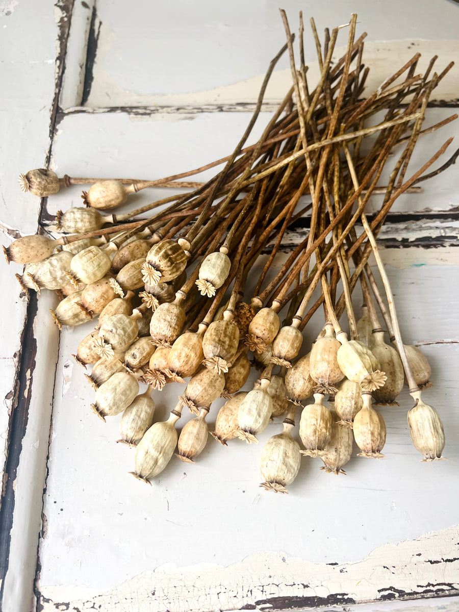 Naturally Dried Poppy Pods / Papaver - natural brown