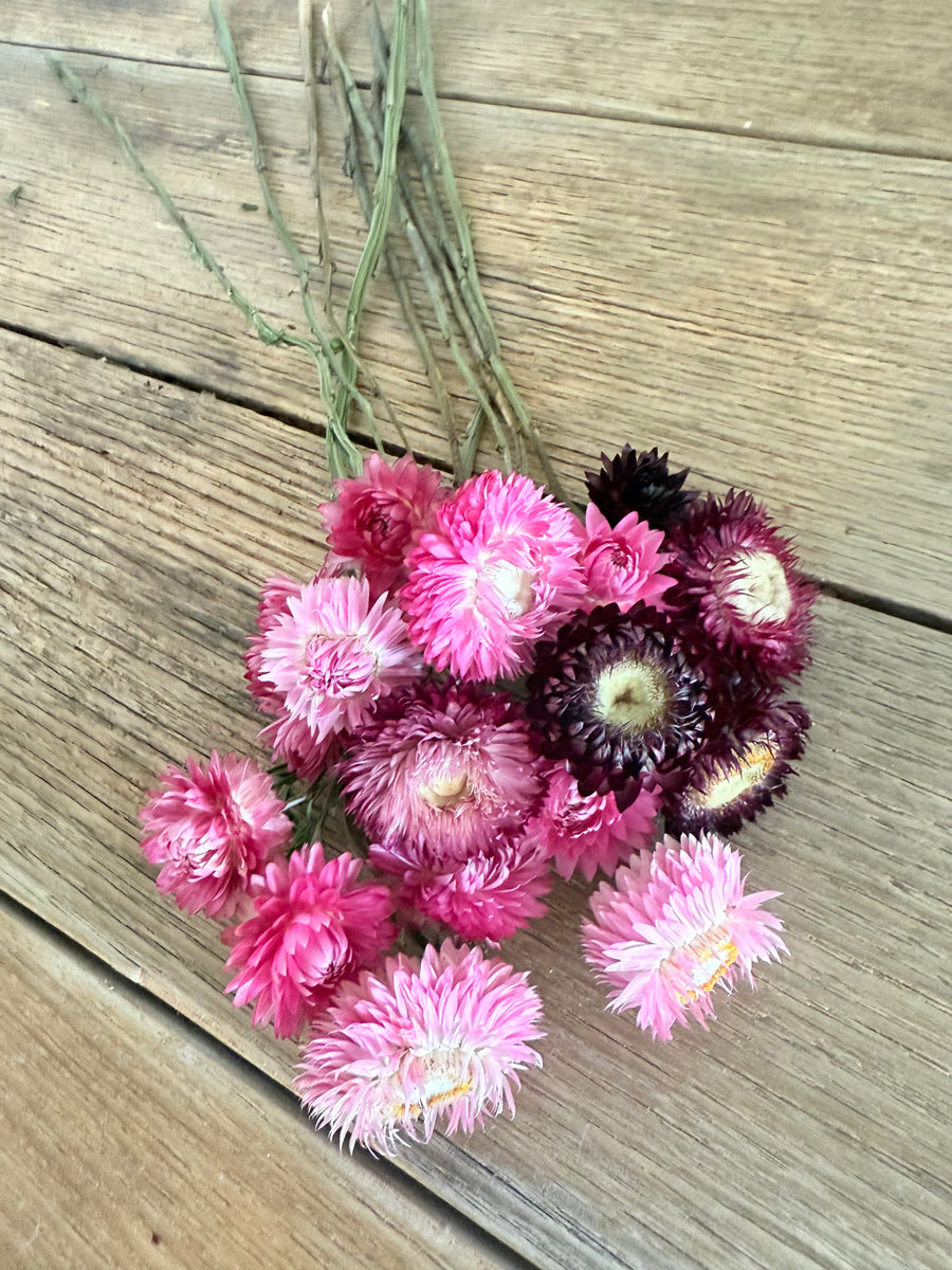 Naturally Dried Helichrysum - Everlasting / Paper Daisy / Strawflower - stems / heads