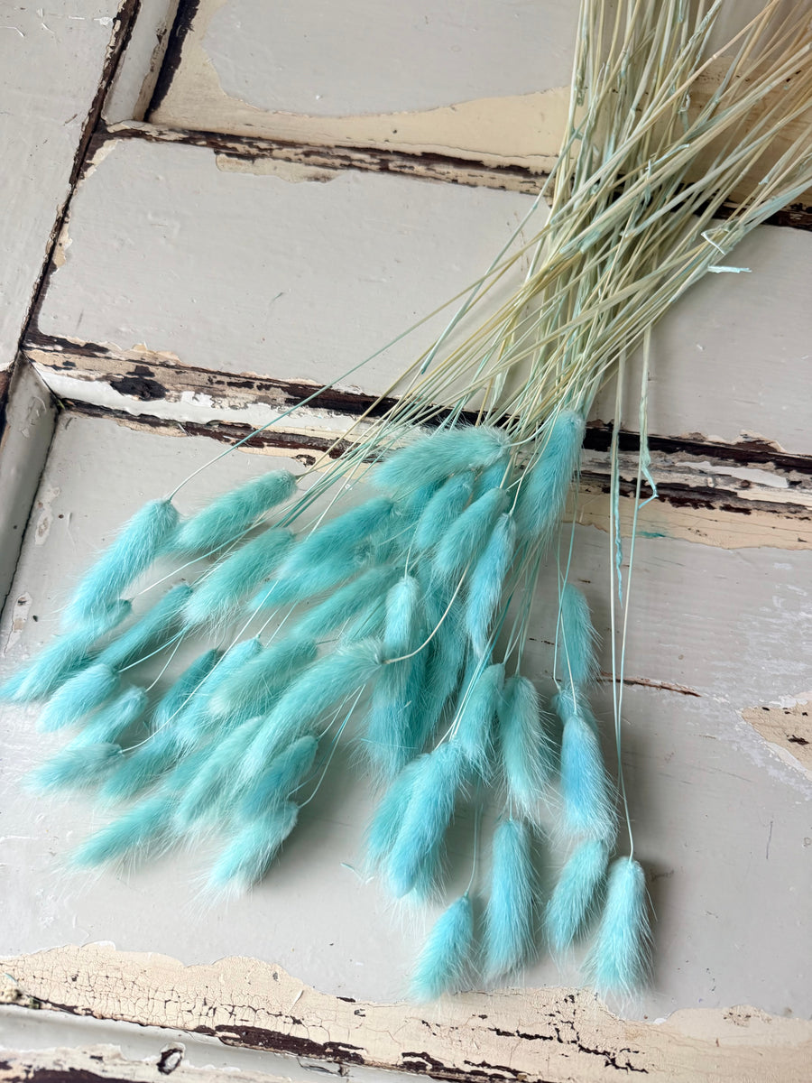 Dried Bunny Tail / Lagurus Ovatus