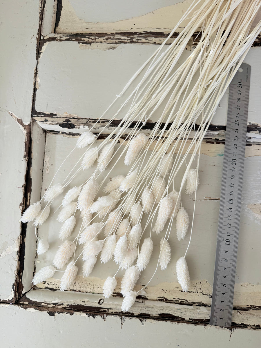 Dried Phalaris