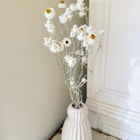 Naturally Dried Mini Everlasting Paper Daisy / Ammobium Daisy / Winged Everlasting - White