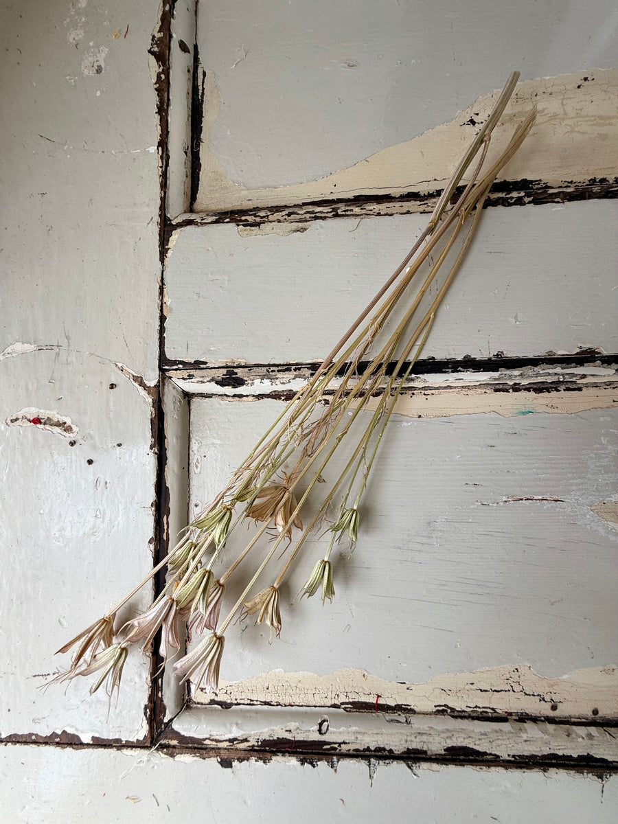 Dried Nigella Flower