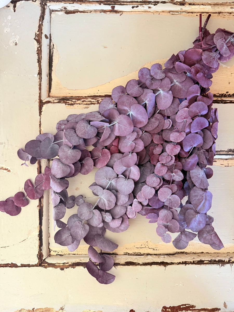 Preserved Eucalyptus / Gum