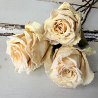Dried Rose