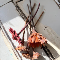 Dried Protea Repens