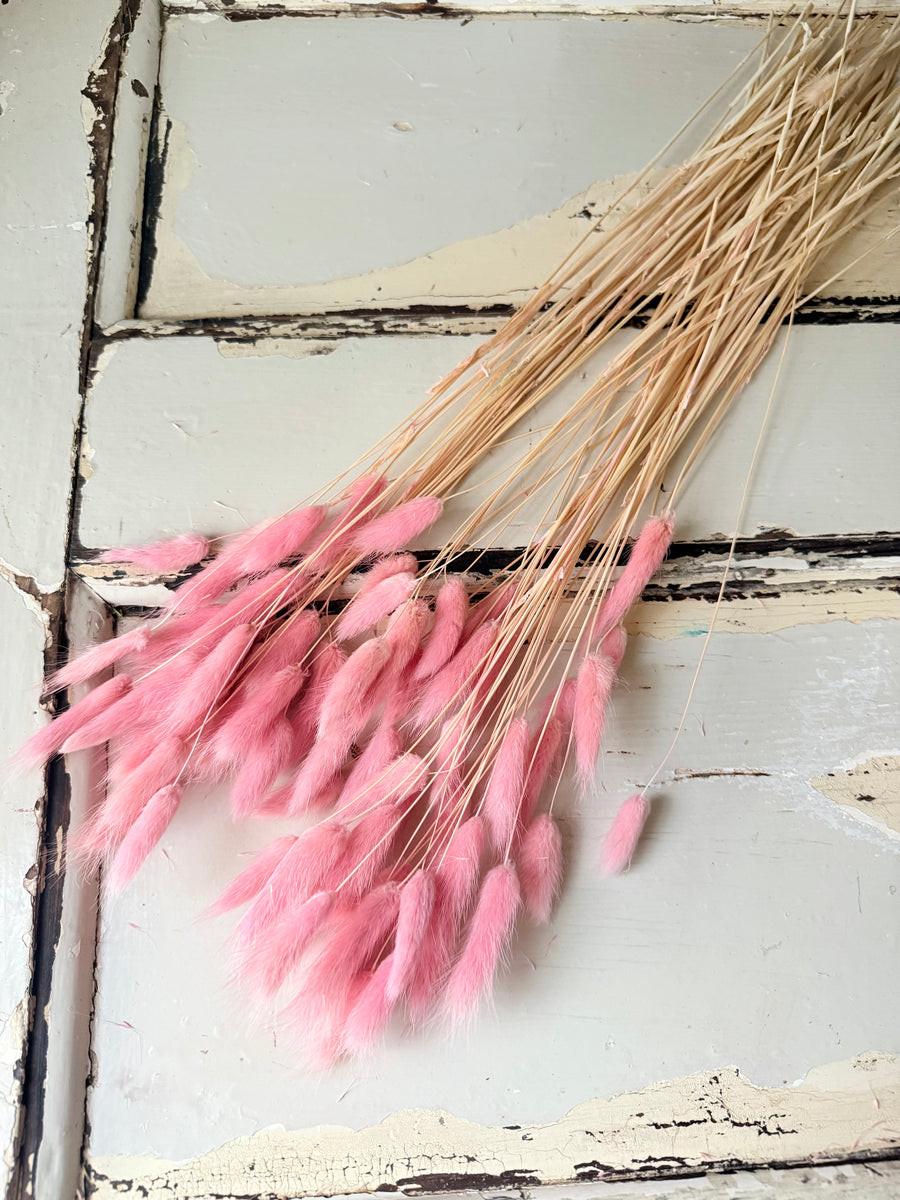 Dried Bunny Tail / Lagurus Ovatus