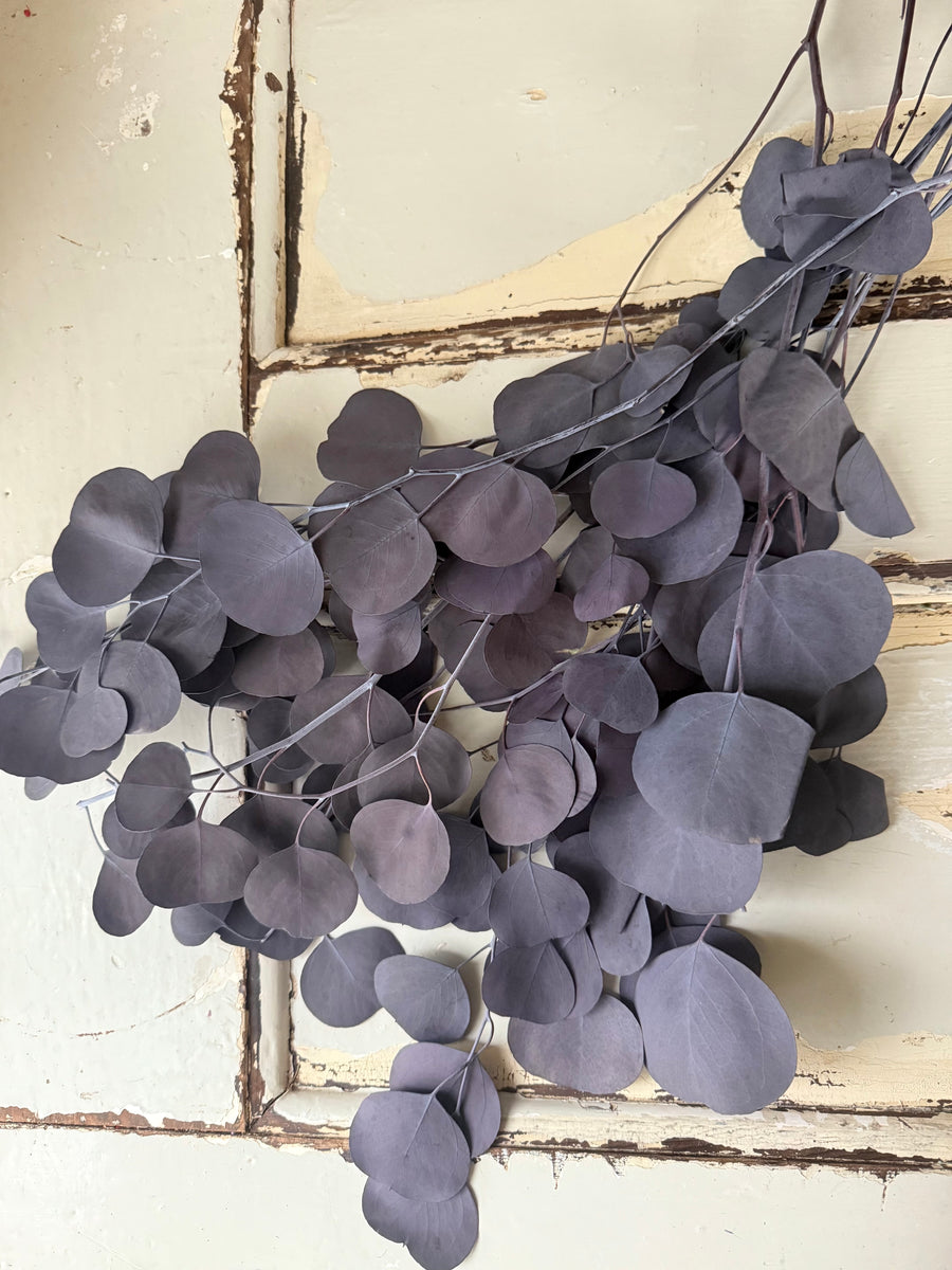 Preserved Eucalyptus / Gum