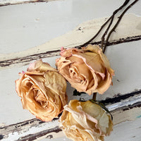 Dried Rose