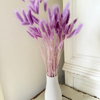 Dried Bunny Tail / Lagurus Ovatus