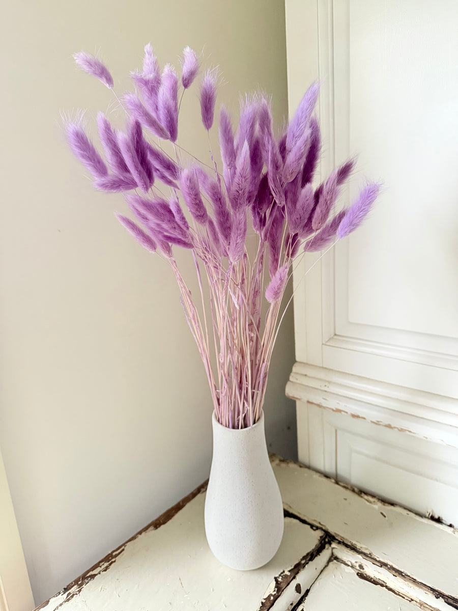 Dried Bunny Tail / Lagurus Ovatus