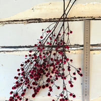 Dried Strillingia with pods