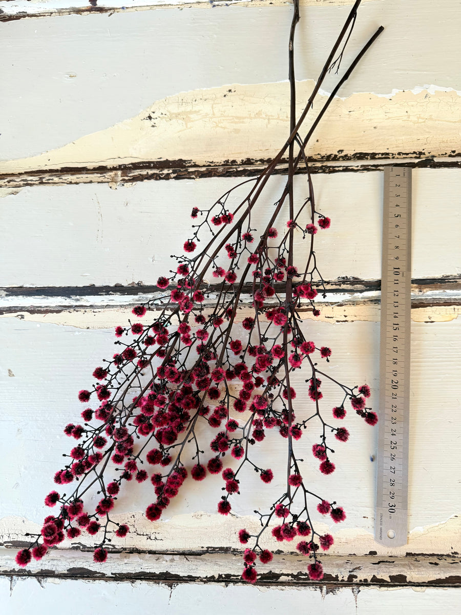 Dried Strillingia with pods