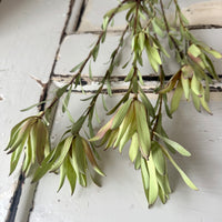 Naturally Dried Leucadendron - Australian Native