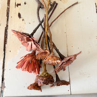 Dried Protea Repens