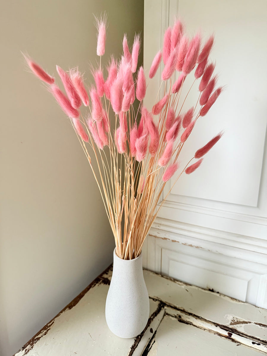 Dried Bunny Tail / Lagurus Ovatus