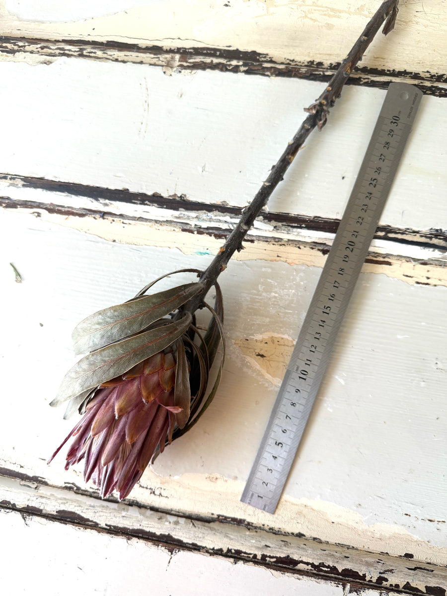 Naturally Dried Banksia & King Protea & Protea - Australian Native