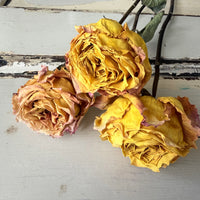 Dried Rose