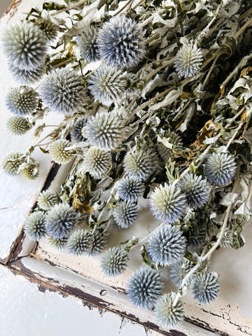 Naturally Dried Globe Thistle - blue