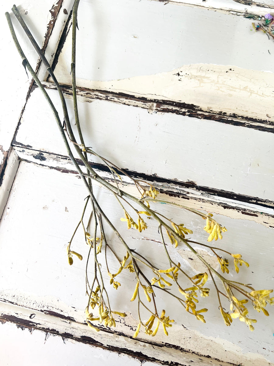 Preserved / Naturally Dried Kangaroo Paw