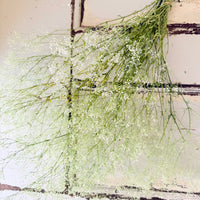 Preserved Delicate Baby's Breath - Gypsophila