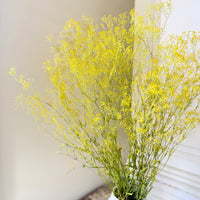 Preserved Delicate Baby's Breath - Gypsophila