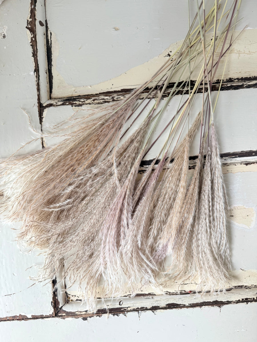 Naturally Dried Reed Canary Grass / Mischanthus Grass / Mini Pampas Grass