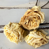 Dried Rose