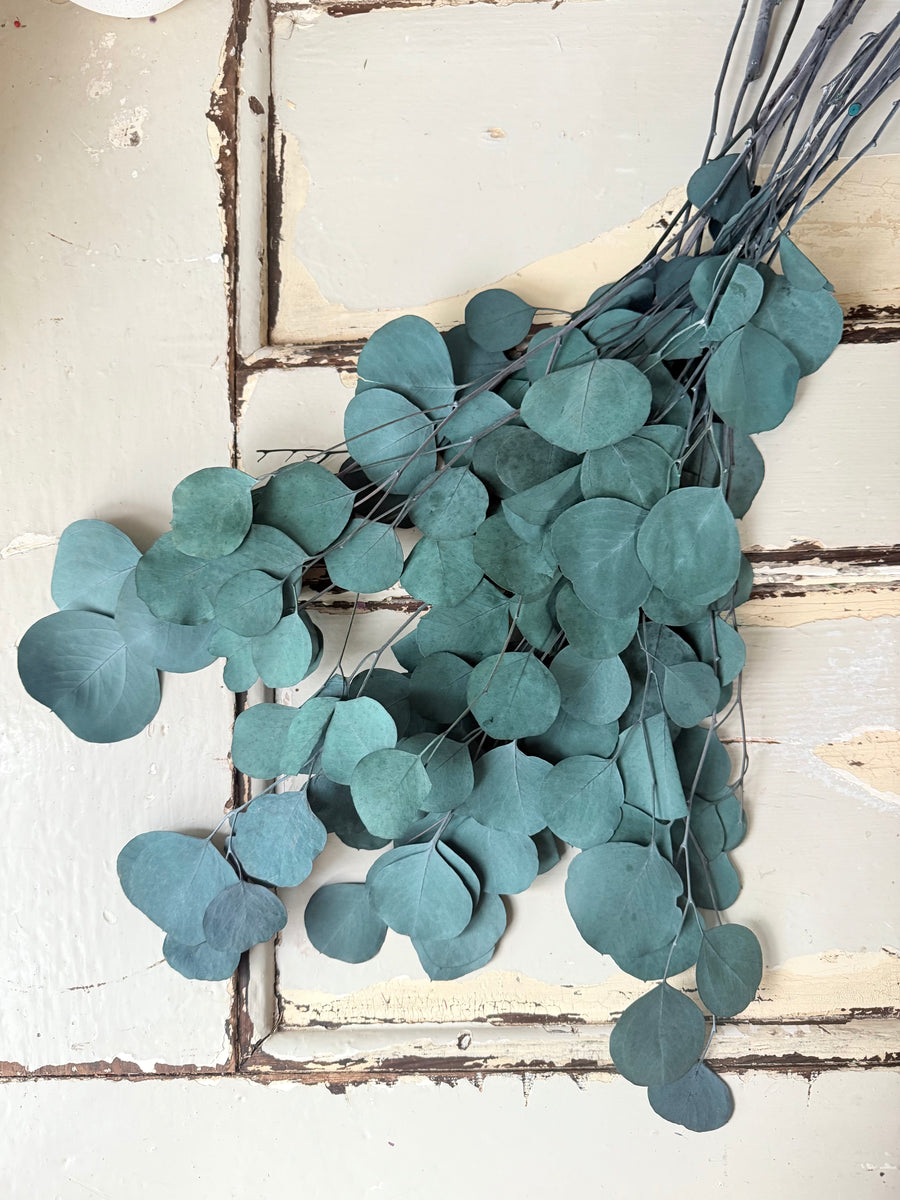 Preserved Eucalyptus / Gum