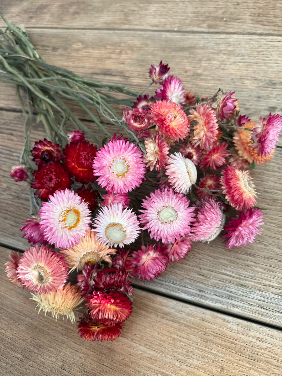 Naturally Dried Helichrysum - Everlasting / Paper Daisy / Strawflower - stems / heads