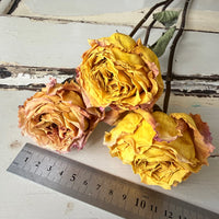 Dried Rose