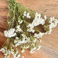 Naturally Dried Ixodia Mini Daisy / Mountain Daisy - White