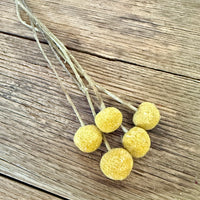 Naturally Dried Billy Button / Craspedia - Yellow