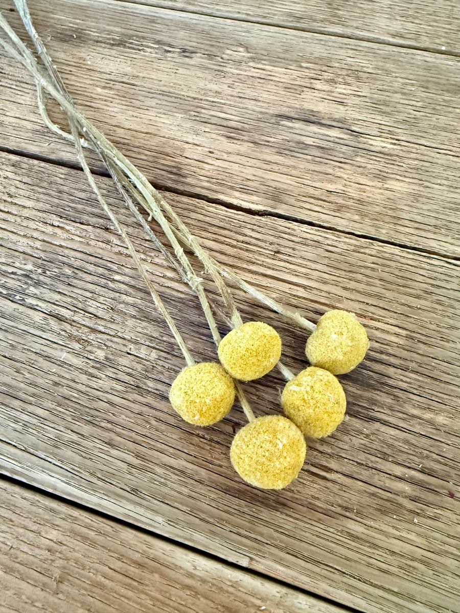 Naturally Dried Billy Button / Craspedia - Yellow