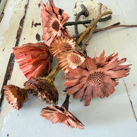 Dried Protea Repens
