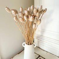 Naturally Dried Poppy Pods* / Papaver - natural brown