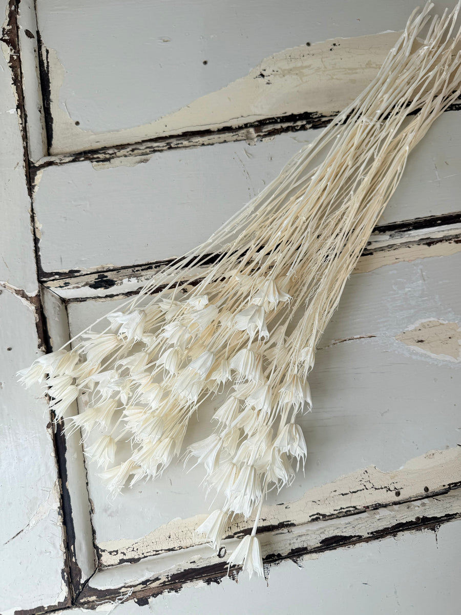 Dried Nigella Flower