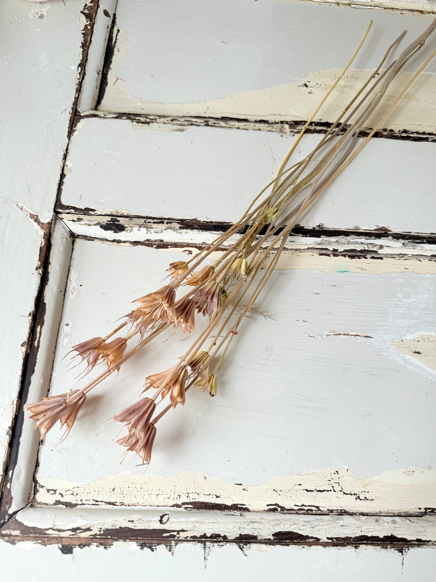 Dried Nigella Flower