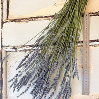 Naturally Dried Lavender bunch - blue purple
