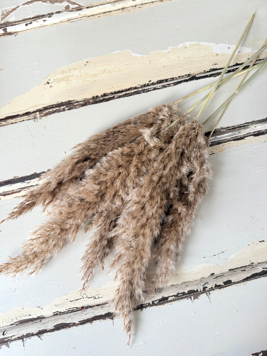 Naturally Dried Reed Canary Grass / Mischanthus Grass / Mini Pampas Grass