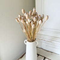 Naturally Dried Poppy Pods* / Papaver - natural brown