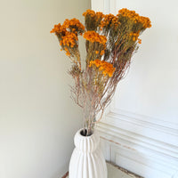 Naturally Dried Verticordia Nitens / Christmas Morrison / Myrtle - natural orange