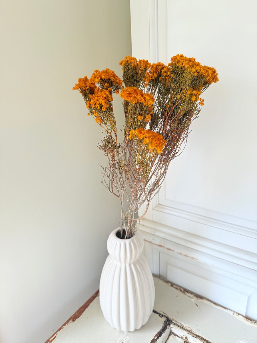 Naturally Dried Verticordia Nitens / Christmas Morrison / Myrtle - natural orange