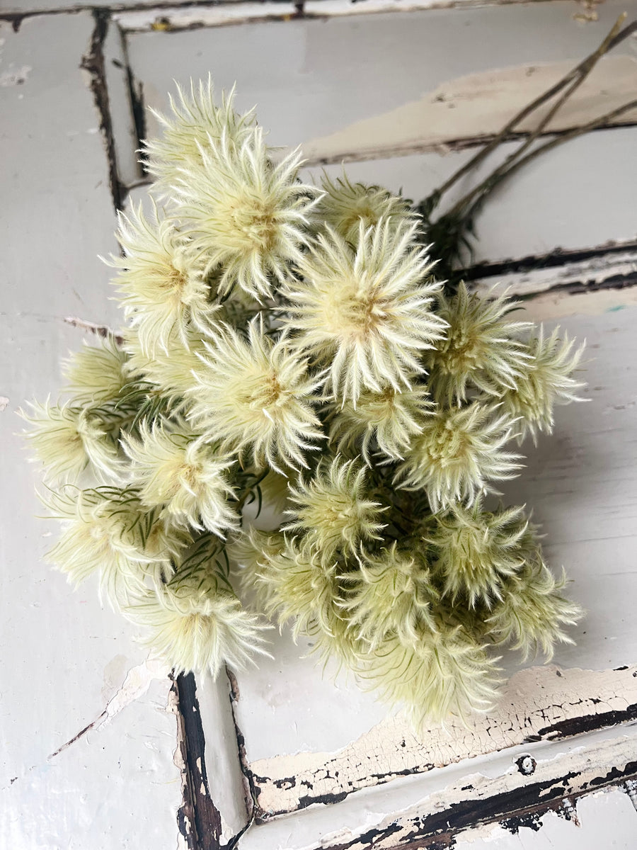 Naturally Dried Philyca Flowers - natural green beige