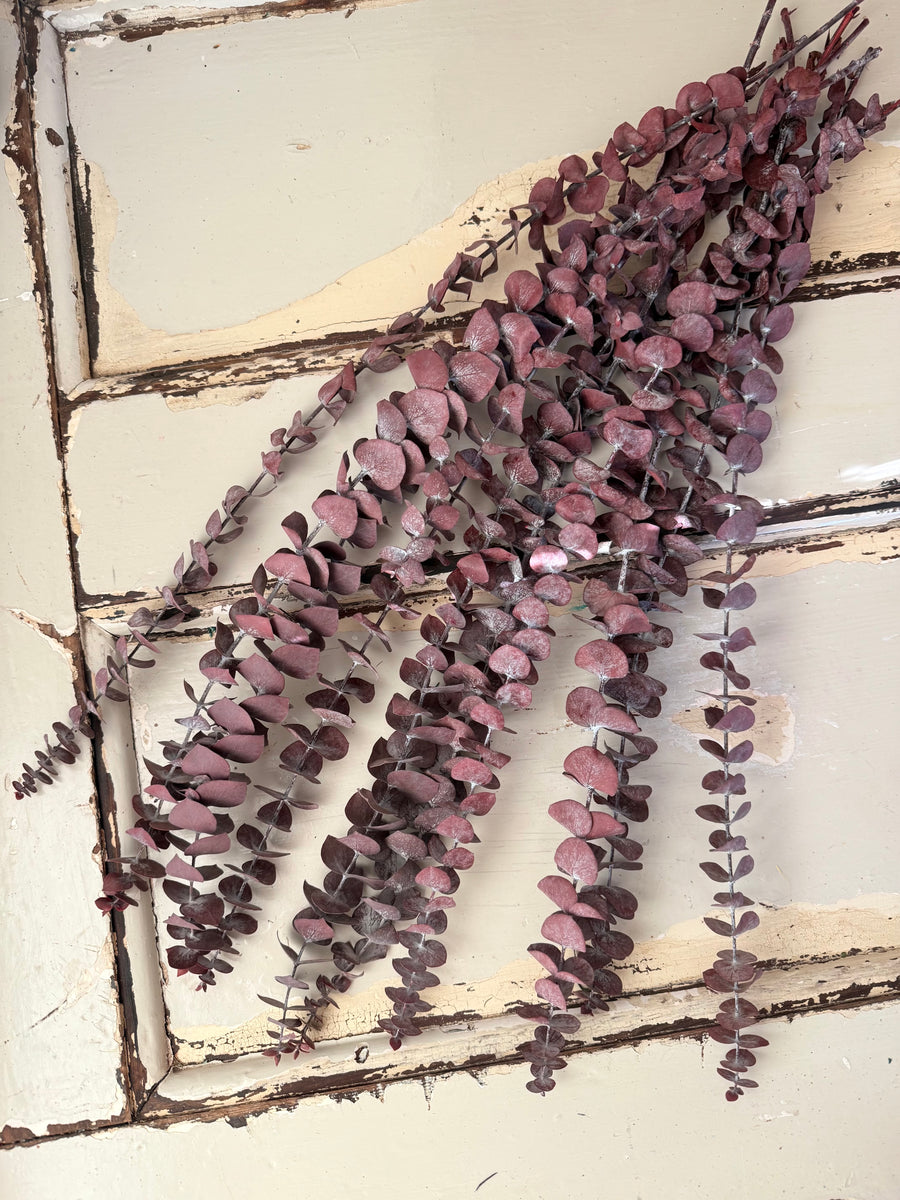 Preserved Eucalyptus / Gum