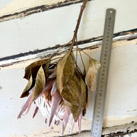 Naturally Dried Banksia & King Protea & Protea - Australian Native