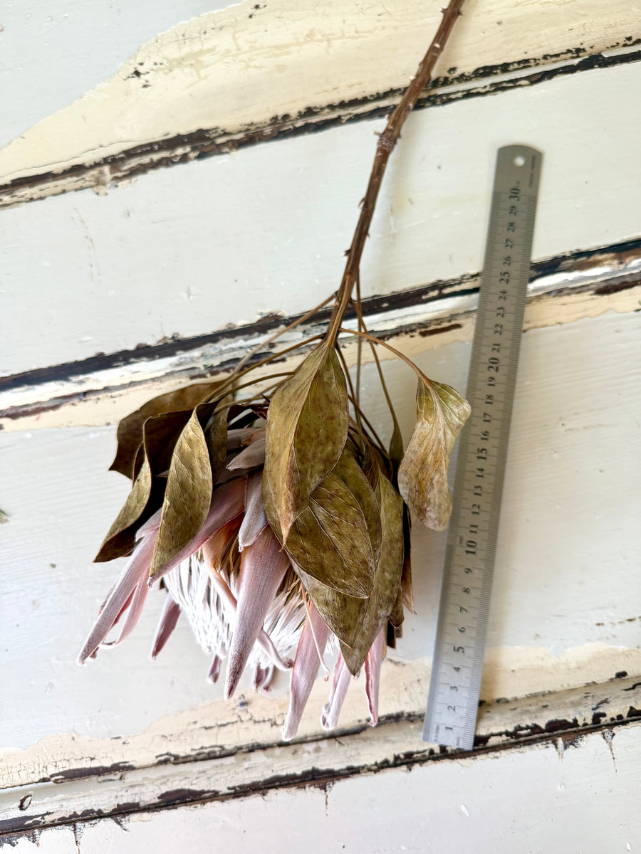 Naturally Dried Banksia & King Protea & Protea - Australian Native