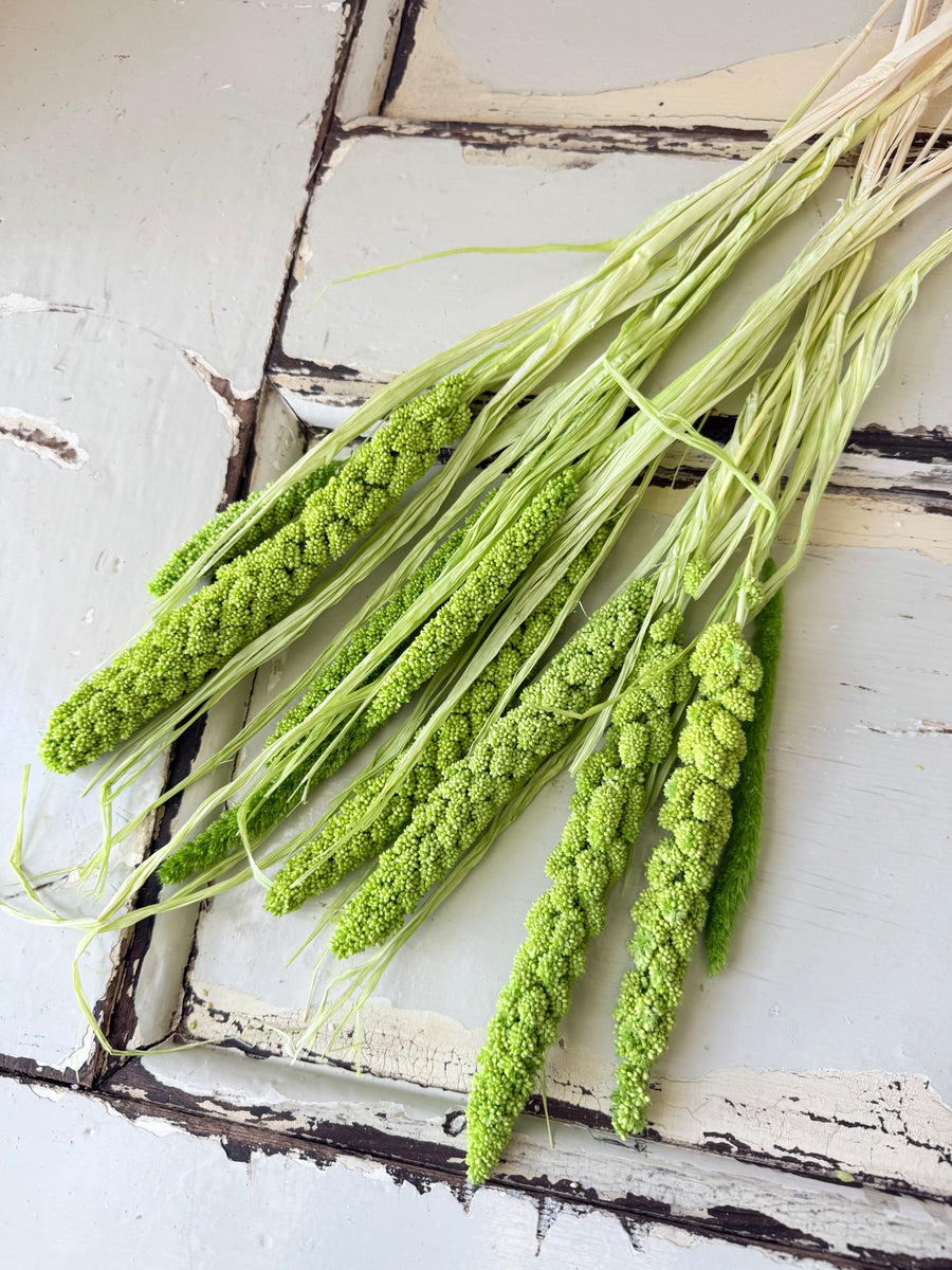Dried Setaria / Foxtail Millet