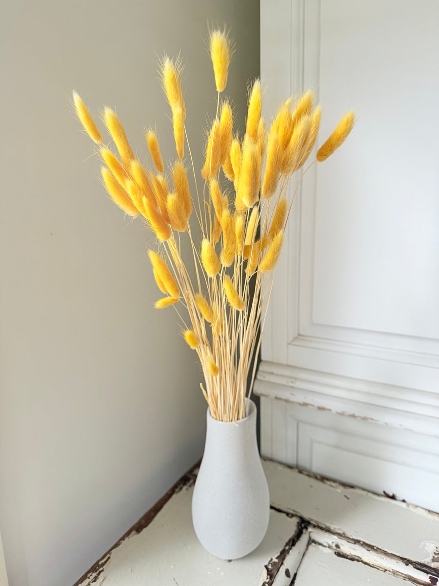 Dried Bunny Tail / Lagurus Ovatus